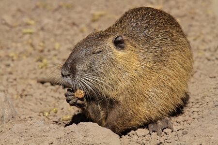 Coipo or Nutria (Myocastor coypus) feeding, South Americaの写真素材