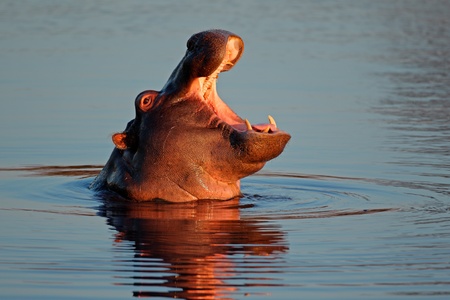 Young hippopotamus (Hippopotamus amphibius) with open mount in water, South Africa
の写真素材