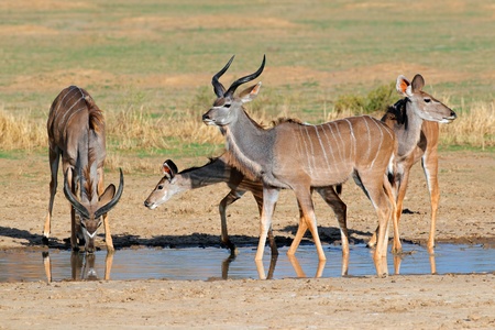 Kudu antelopes (Tragelaphus strepsiceros) at a waterhole, Kalahari desert, South Africaの写真素材