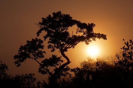Silhouetted African savanna tree in mist at sunrise, South Africaの写真素材
