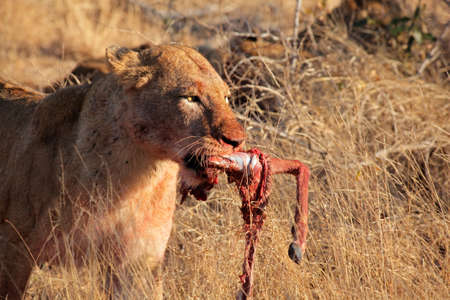 African lion (Panthera leo) with the leg of a prey animal, South Africa
の写真素材