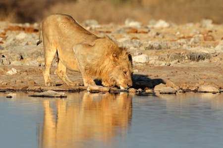 Male African lion (Panthera leo) drinking water, Etosha National Park, Namibia, southern Africa
の写真素材