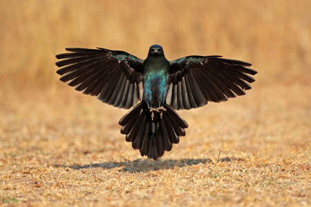 Burchells starling (Lamprotornis australis) landing with outstretched wings, South Africaの写真素材