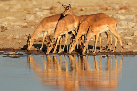 Impala antelopes (Aepyceros melampus) drinking at a waterhole, Etosha National Park, Namibia, southern Africaの写真素材