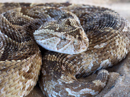 Close-up of a puff adder - Bitis arietans - snake ready to strike
