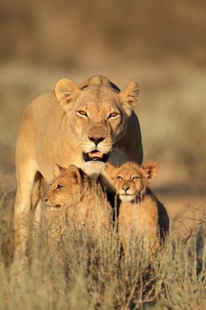 Lioness with young lion cubs - Panthera leo - in early morning light, Kalahari desert, South Africaの写真素材
