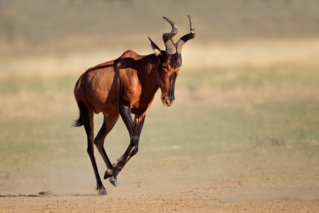 Red hartebeest -  Alcelaphus buselaphus - running, Kalahari desert, South Africaの写真素材