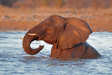 African elephant - Loxodonta africana - playing in water, Etosha National Park, Namibia