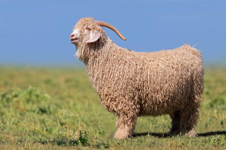 Angora goat standing in green pasture against a blue sky 