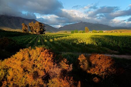 Landscape of a lush vineyard against a backdrop of mountains, Western Cape, South Africaの写真素材