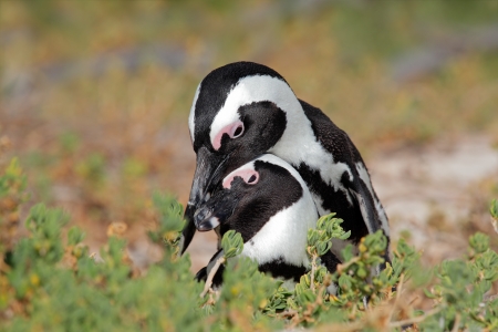 Pair of African penguins - Spheniscus demersus, Western Cape, South Africa の写真素材
