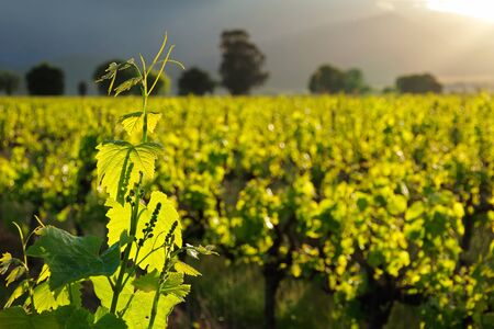 Vine leaves against a background of lush green vineyards at sunriseの写真素材