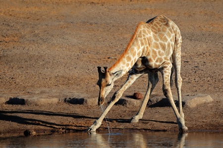 Giraffe - Giraffa camelopardalis - drinking water, Etosha National Park, Namibia の写真素材
