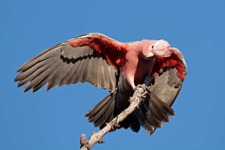 Galah Cockatoo - Cacatua roseicapilla, Kakadu National Park, Northern territory, Australia