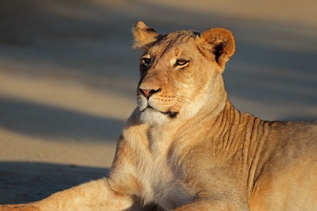 Portrait of a resting lioness - Panthera leo, Kalahari desert, South Africaの写真素材