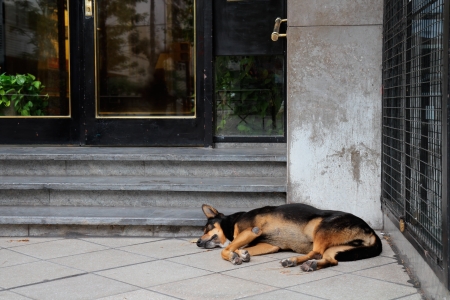 Homeless, stray street dog sleeping in front of a city buildingの写真素材