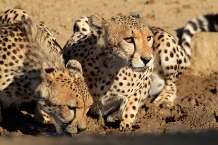 Cheetahs - Acinonyx jubatus - drinking water, Kalahari desert, South Africaの写真素材