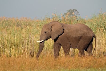 Large African bull elephant - Loxodonta africana, Caprivi region, Namibiaの写真素材