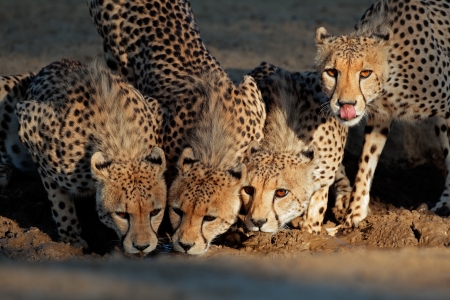 Alert cheetahs - Acinonyx jubatus - drinking water, Kalahari desert, South Africaの写真素材
