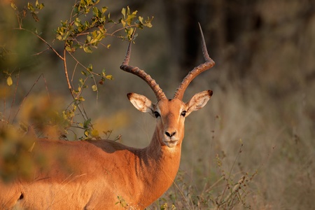 Portrait a male impala antelope - Aepyceros melampus, South Africa