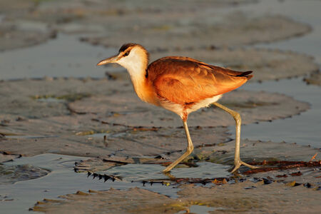 African Jacana - Actophilornis africana - on a water lily leaf, southern Africaの写真素材