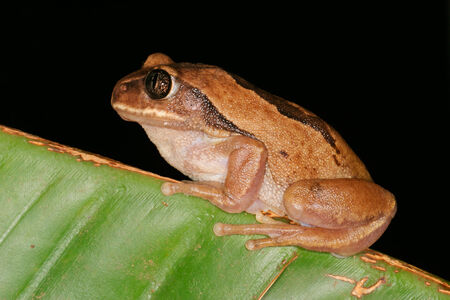 Brown-backed tree frog - Leptopelis mossambicus, South Africaの写真素材