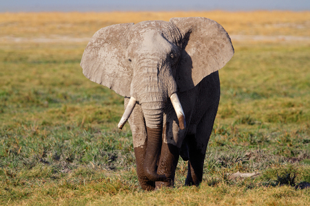 African bull elephant - Loxodonta africana, Amboseli National Park, Kenyaの写真素材