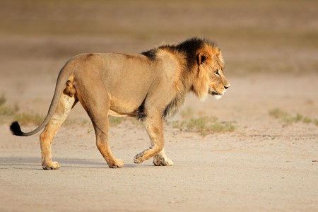 Big male African lion - Panthera leo - walking, Kalahari, South Africa Big male African lion - Panthera leo - walking, Kalahari, South Africa