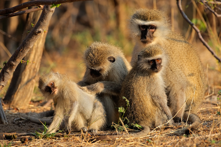 Vervet monkeys grooming one anotherの写真素材