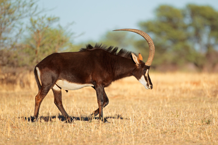 Male sable antelope - Hippotragus niger - with magnificent horns, South Africa