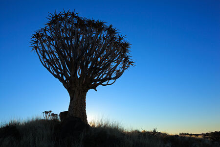 Silhouette of a quiver trees - Aloe dichotoma - at sunset, Namibia, southern Africaの写真素材