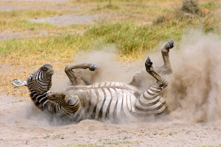 Plains zebra - Equus burchelli - rolling in dust, Amboseli National Park, Kenyaの写真素材