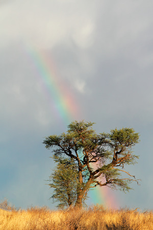 Desert landscape with a colorful rainbow and Acacia tree, Kalahari, South Africaの写真素材
