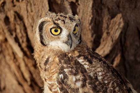 Portrait of a spotted eagle-owl - Bubo africanus, Kalahari, South Africaの写真素材