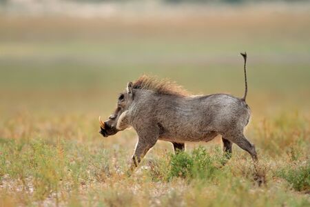 Warthog - Phacochoerus africanus - running with upright tail, South Africaの写真素材