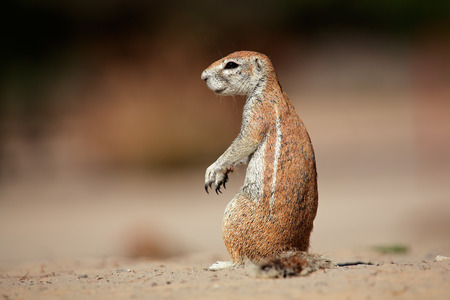 Ground squirrel - Xerus inaurus, Kalahari desert, South Africaの写真素材