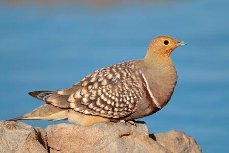 Namaqua sandgrouse - Pterocles namaqua - at a waterhole, Kalahari desert, South Africaの写真素材