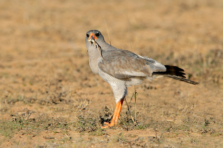 Pale Chanting goshawk - Melierax canorus - with lizard catch, South Africaの写真素材