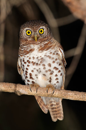 African barred owlet - Glaucidium capense - perched on a branch, South Africaの写真素材