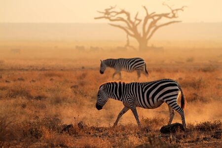 Plains zebras - Equus burchelli - walking on dusty plains, Amboseli National Park, Kenyaの写真素材