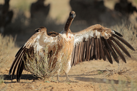 White-backed vulture - Gyps africanus - sitting with open wings on the ground, South Africaの写真素材