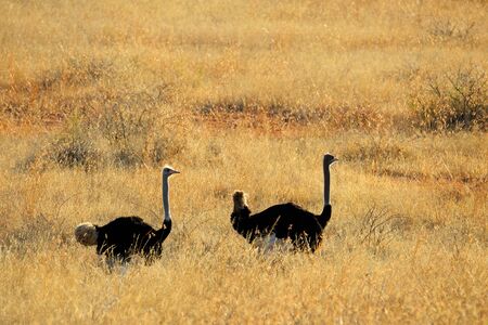 Ostriches - Struthio camelus - walking through backlit grassland, South Africaの写真素材