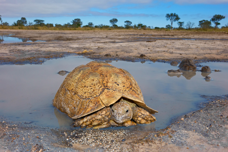 Leopard or mountain tortoise - Stigmochelys pardalis - at a waterhole, South Africaの写真素材