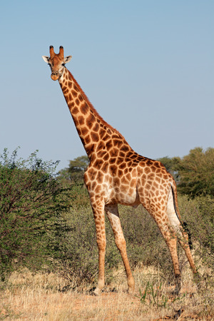A large giraffe bull - Giraffa camelopardalis, South Africaの写真素材