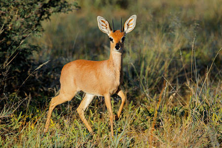 Male steenbok antelope (Raphicerus campestris) in natural habitat, South Africaの写真素材