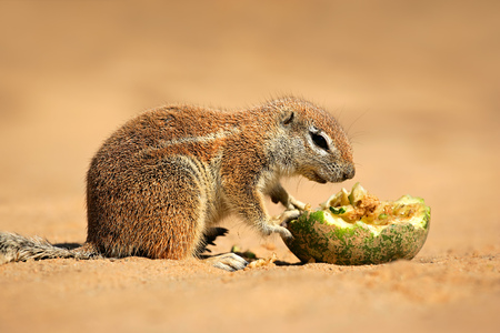 Feeding ground squirrel - Xerus inaurus, Kalahari desert, South Africaの写真素材