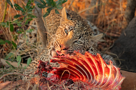Male leopard - Panthera pardus - feeding on its prey, Sabie-Sand nature reserve, South Africaの写真素材