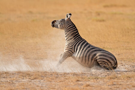 Plains zebra - Equus burchelli - in dust, Amboseli National Park, Kenyaの写真素材