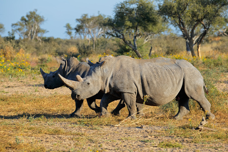 Two white rhinoceros - Ceratotherium simum - in natural habitat, South Africaの写真素材