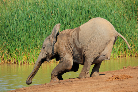 A young African elephant - Loxodonta africana - drinking water, Addo Elephant National Park, South Africaの写真素材